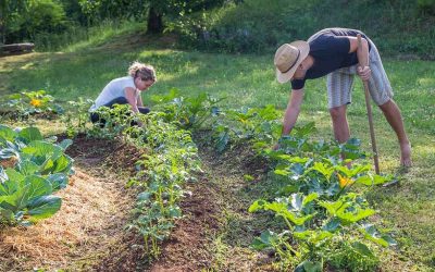 La guida al giardinaggio di alberi in permacultura
