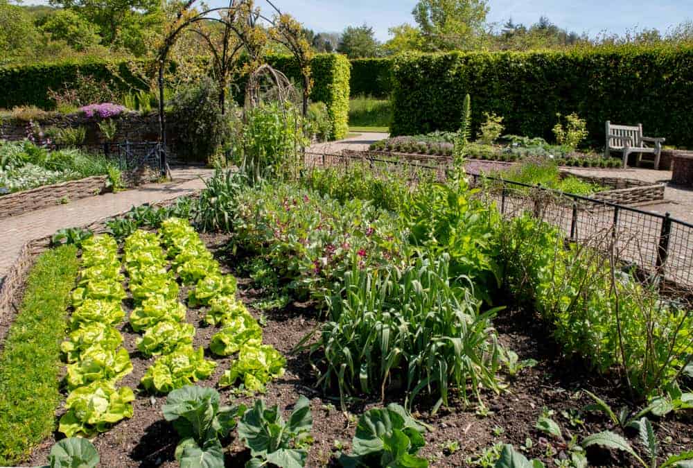 Agroforestazione o agroforestry